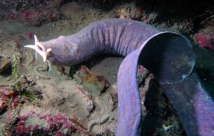 Angkatan Laut Amerika akan Hentikan Kapal Musuh dengan Lendir Hagfish