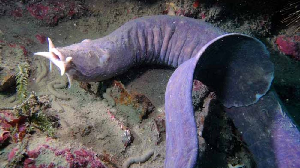 Angkatan Laut Amerika akan Hentikan Kapal Musuh dengan Lendir Hagfish