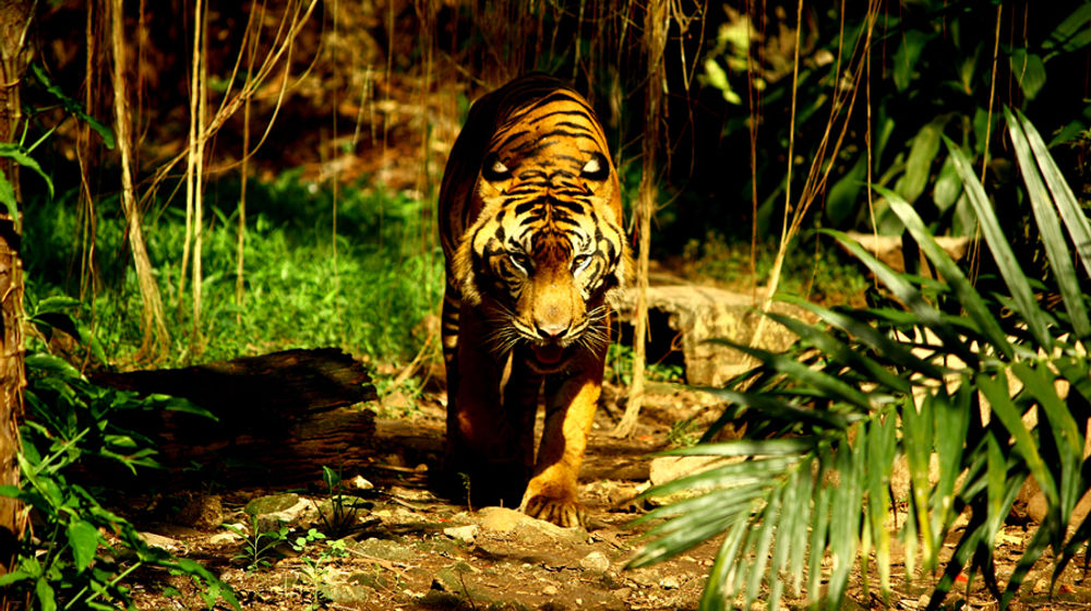 <p>mongabay.co.id</p>
