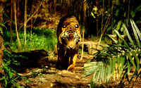 <p>mongabay.co.id</p>
