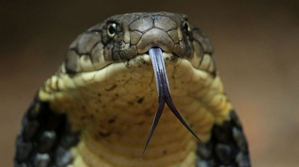 Ahli LIPI Terangkan Penanganan Pertama Gigitan Ular