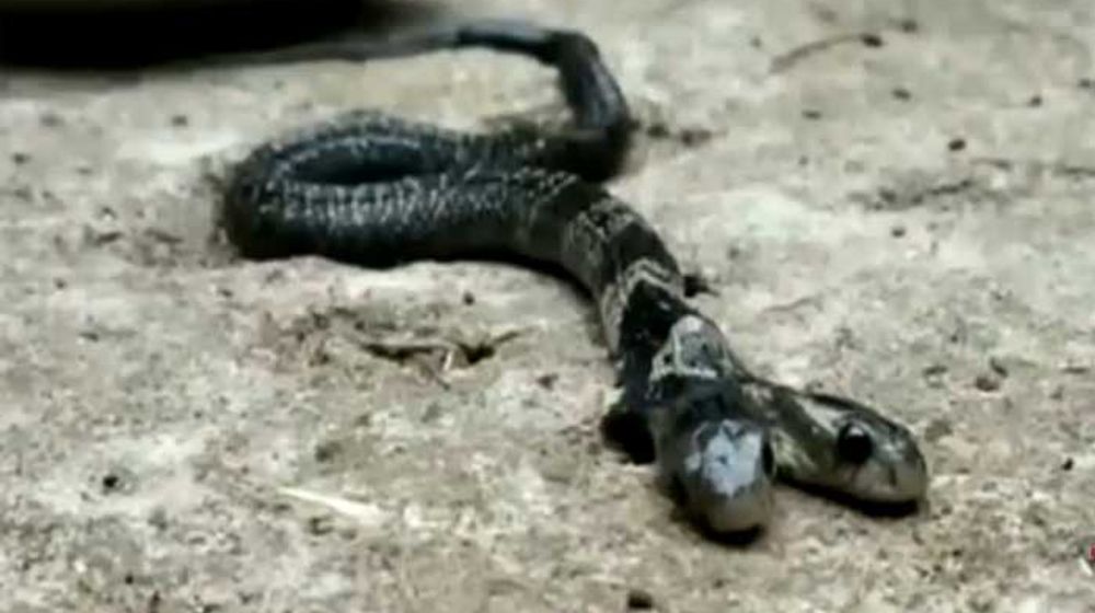 Kobra Berkepala Dua Disambut Gembira Warga Desa di India