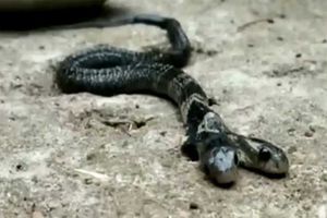 Kobra Berkepala Dua Disambut Gembira Warga Desa di India