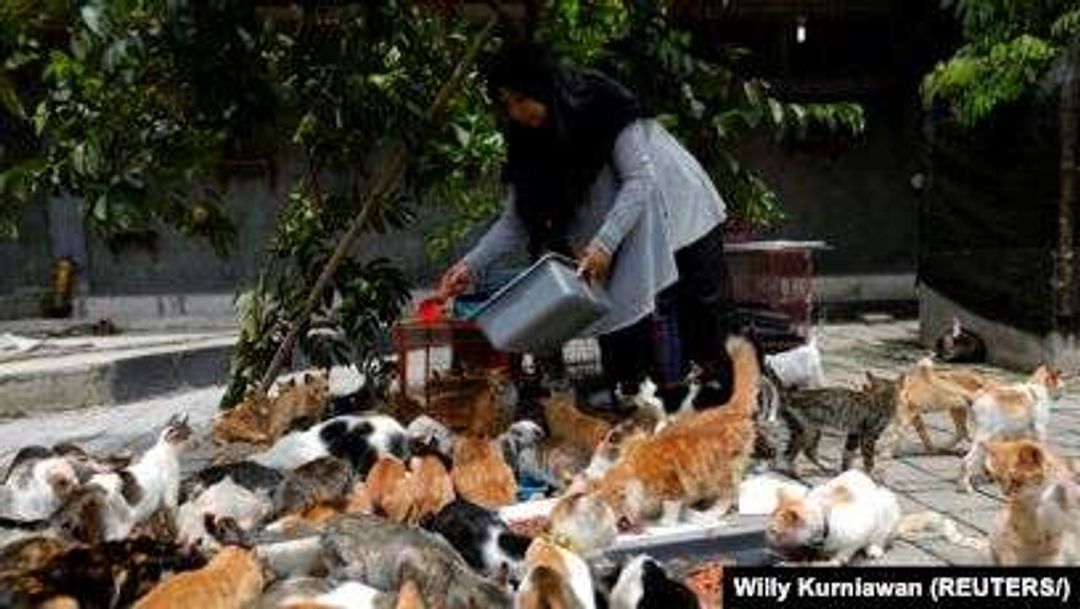 Ibu Rumah Tangga di Bekasi Ini Tinggal dengan 250 Kucing