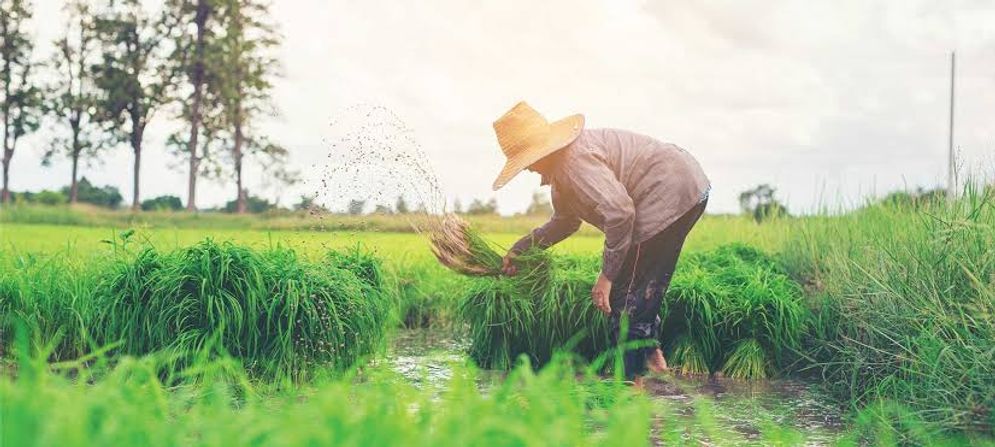 Ilus: Petani tengah panen di sawah