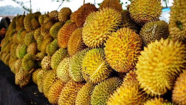 Sensasi Wisata Durian Makan Sepuasnya-kabarsiger