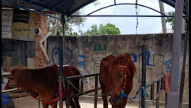 Nikmati Wisata Berkuda dan Memanah di Al-Hac Istal Bandar Lampung