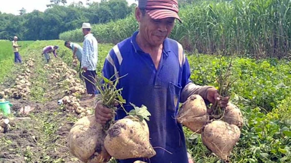 Luk Songo Super, Bengkuang Jumbo Hasil Eksperimen Petani Kediri