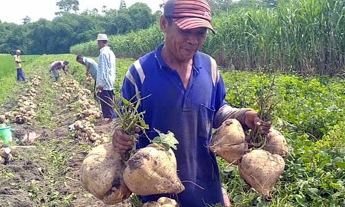 Luk Songo Super, Bengkuang Jumbo Hasil Eksperimen Petani Kediri