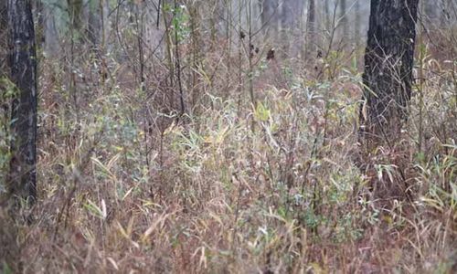Anda Punya Waktu 14 Detik Untuk Menemukan Dimana Sniper Ini Bersembunyi