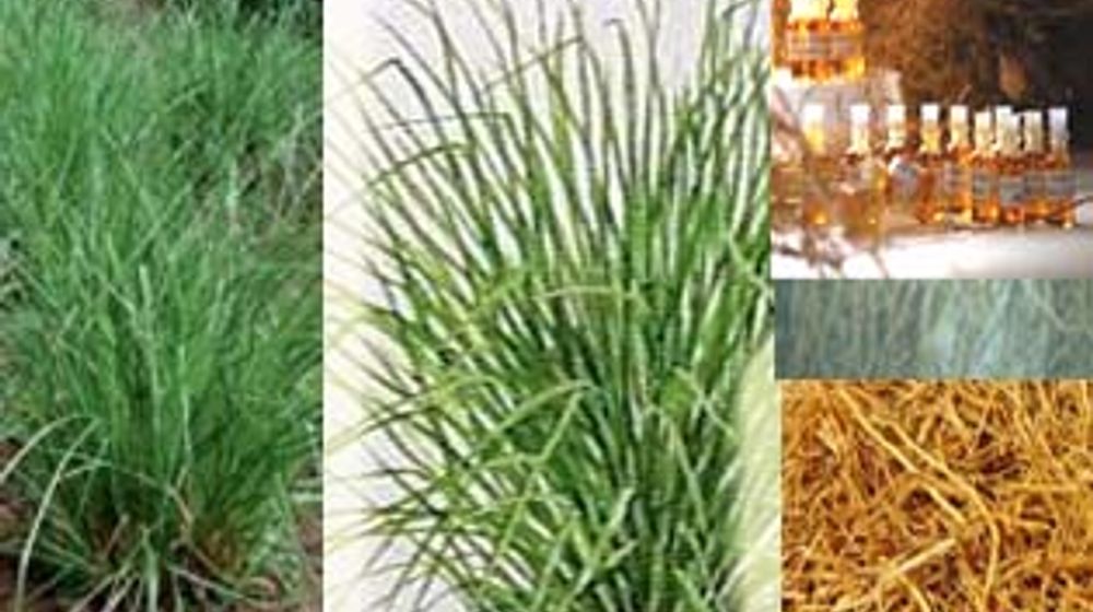 <p>vetiverindonesia.wordpress.com</p>