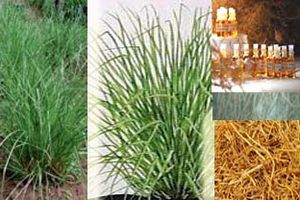 Vetiver, Rumput Berkekuatan Baja Cocok untuk Cegah Longsor