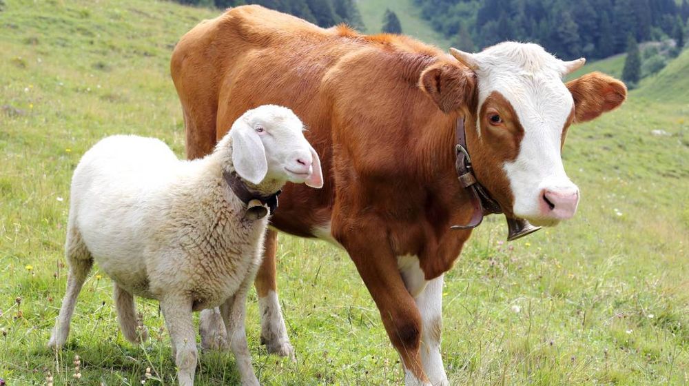 Antraks, Penyakit Akut yang Mematikan