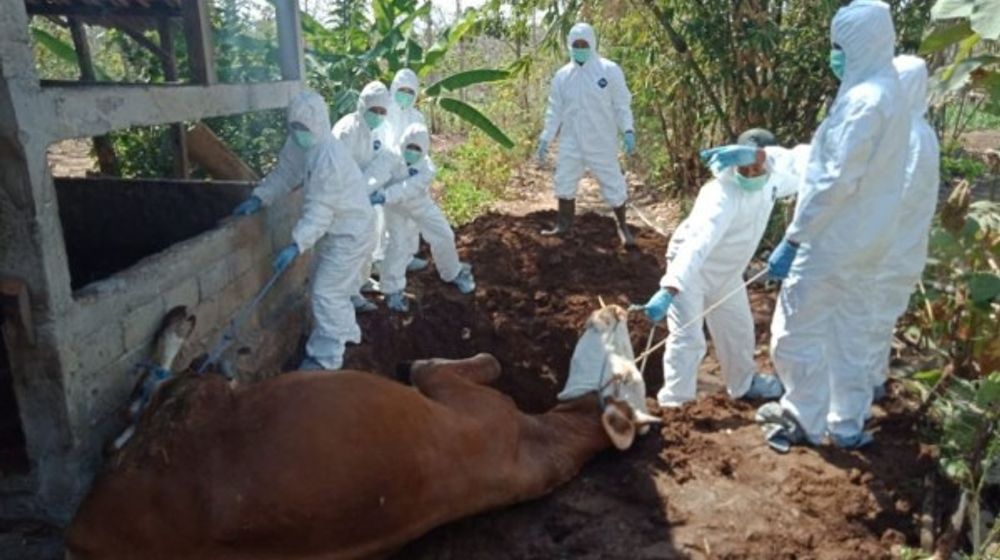 Antraks Merebak di Gunungkidul, Ini Hal Penting Yang Harus Dilakukan