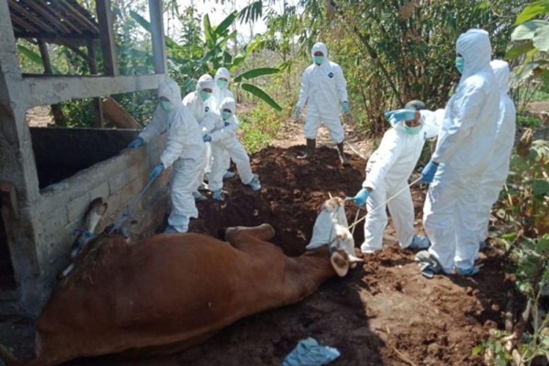 Antraks Merebak di Gunungkidul, Ini Hal Penting Yang Harus Dilakukan