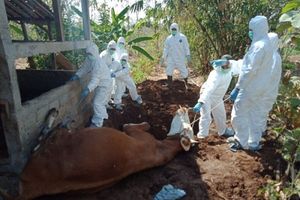 Antraks Merebak di Gunungkidul, Ini Hal Penting Yang Harus Dilakukan