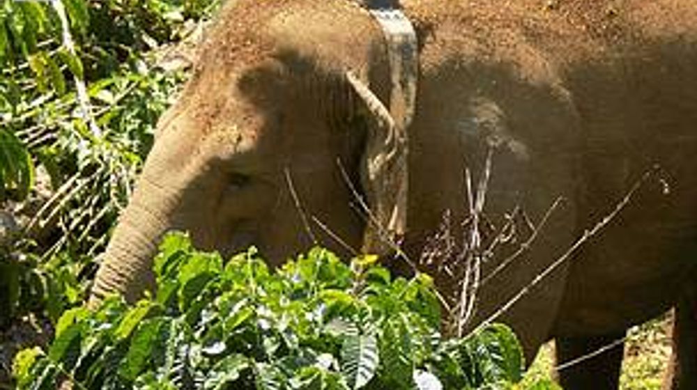 <p>Sumber: https://www.wwf.or.id/</p>
