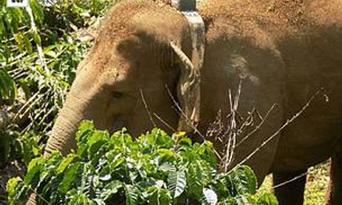 <p>Sumber: https://www.wwf.or.id/</p>
