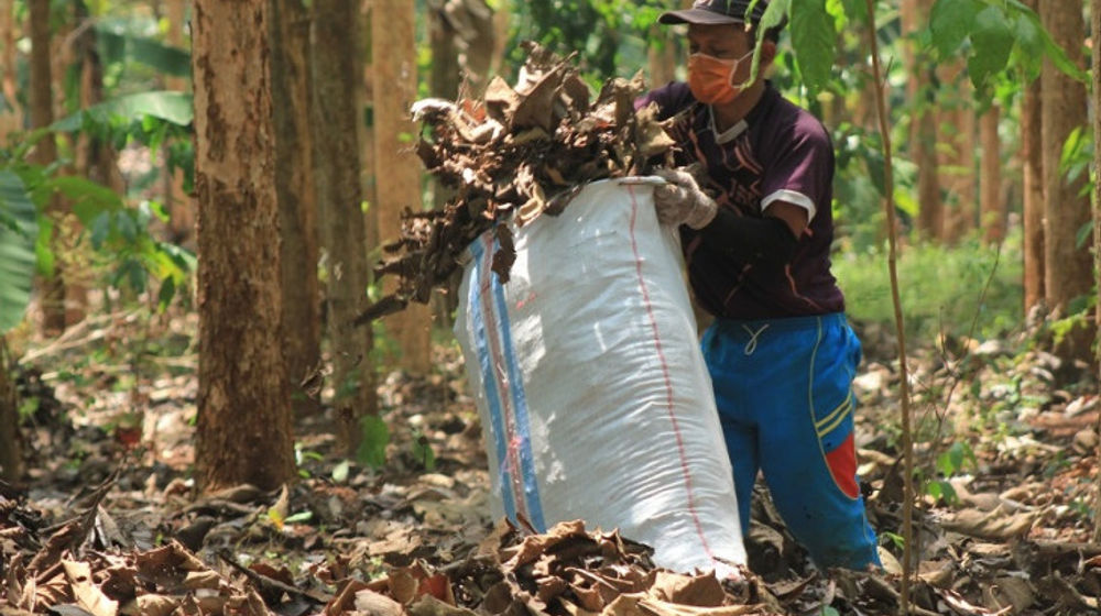 <p>Daun jati kering/Humas UGM</p>
