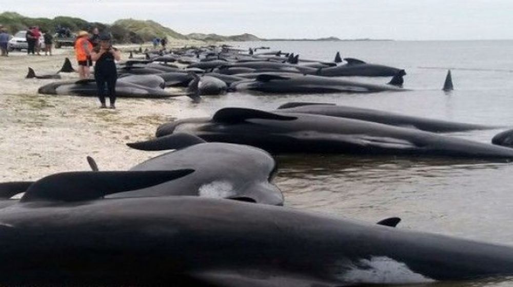 Laut Tak Lagi Aman bagi Ikan