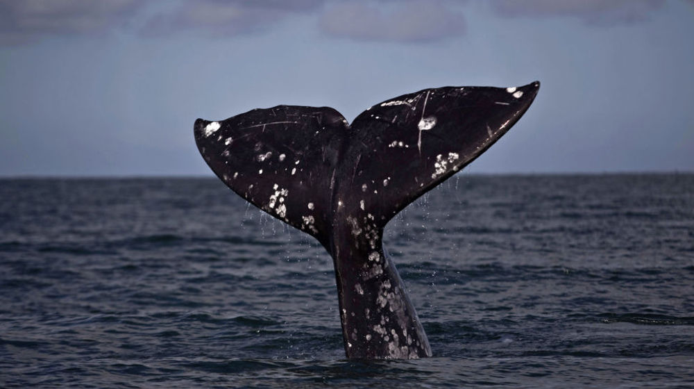 Badai Matahari Kemungkinan Mengacaukan Migrasi Paus Abu-abu