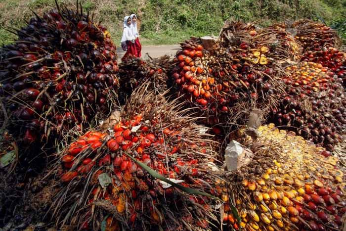 Dikompensasi Daging Kerbau, India Sepakat Tingkatkan Beli Minyak Sawit Indonesia