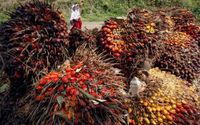 Dikompensasi Daging Kerbau, India Sepakat Tingkatkan Beli Minyak Sawit Indonesia