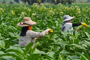 Serap Jutaan Tenaga Kerja, Serikat Pekerja Rokok Minta IHT Perlu Dilindungi