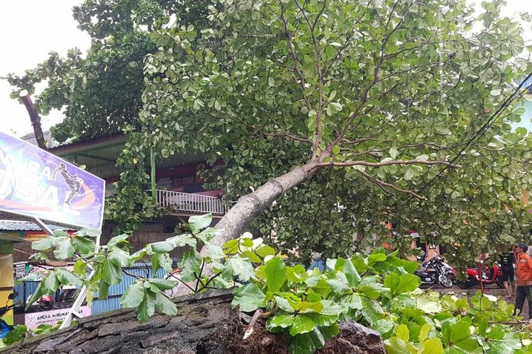 Pohon tumbang akibat hujan deras dan angin kencang di Banjarmasin