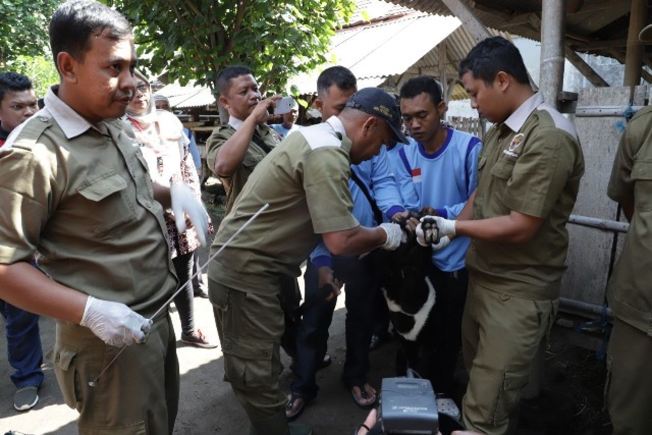 Inseminasi kambung milik kelompok peternak 'Mandiri Mukti'.