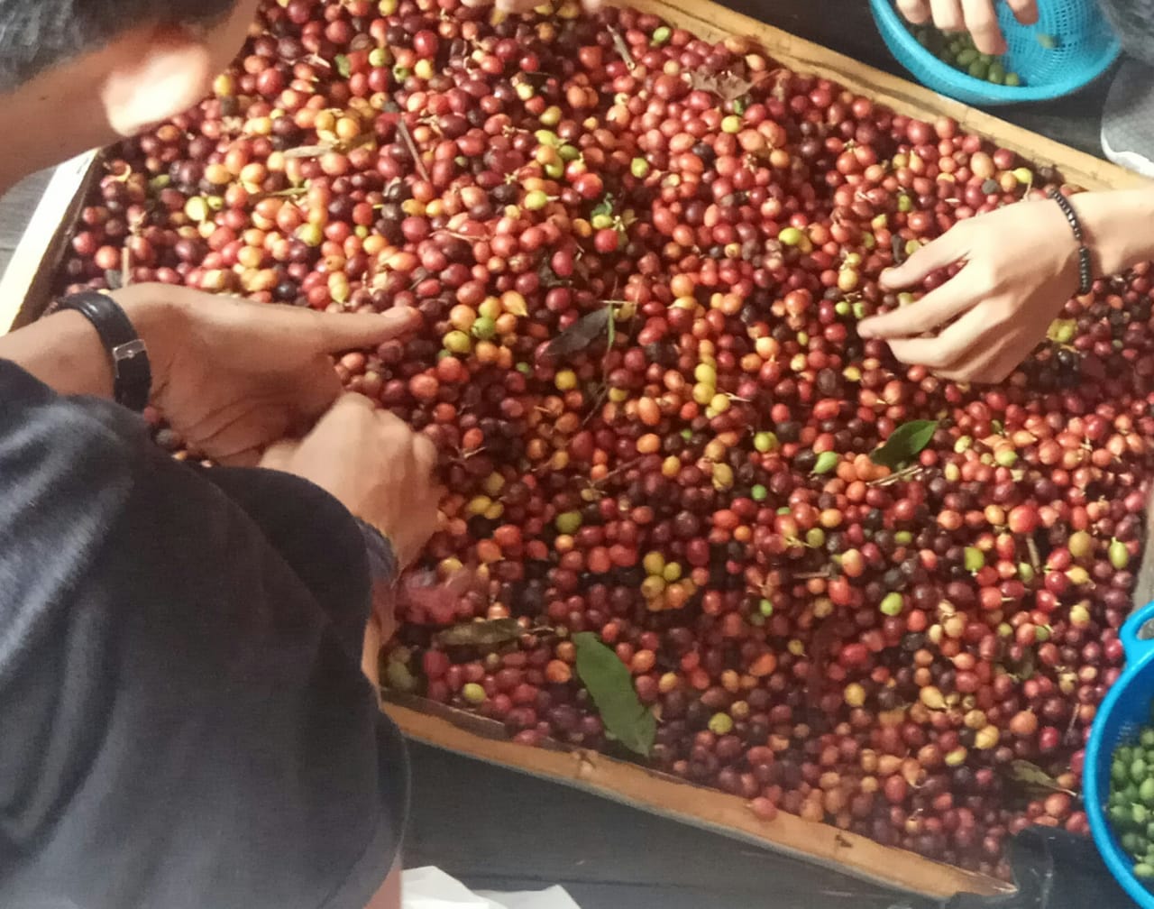 Biji kopi lokal Aranio Banjar milik Dwie Putra.