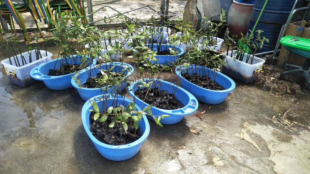 Tanaman mangrove sebagai obyek penelitian.