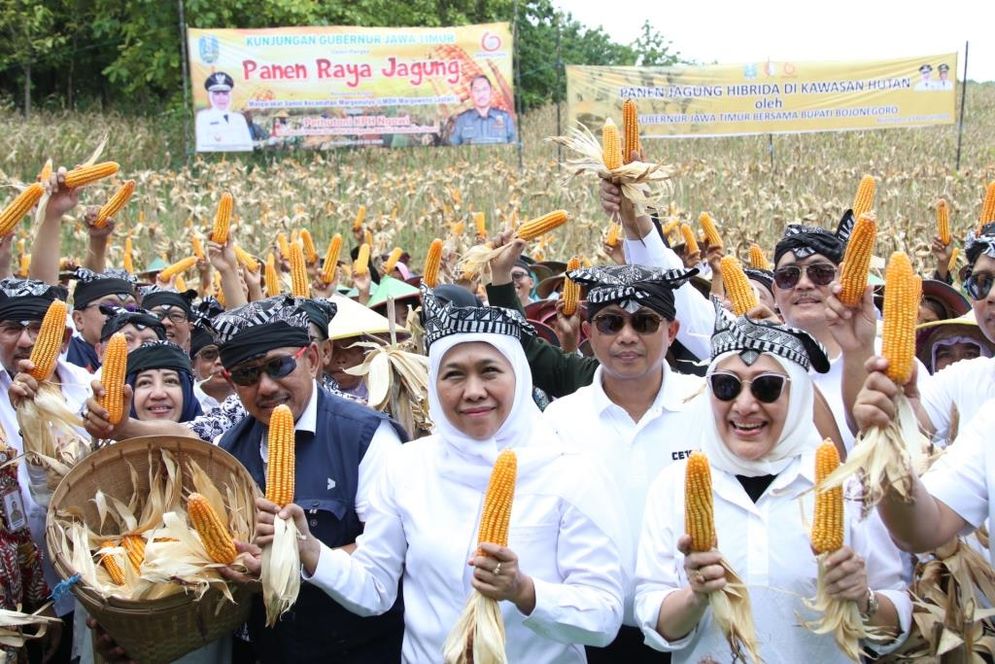 Gubernur Jatim Khofifah Indar Parawansa (tengah) saat panen jagung di Bojonegoro. 