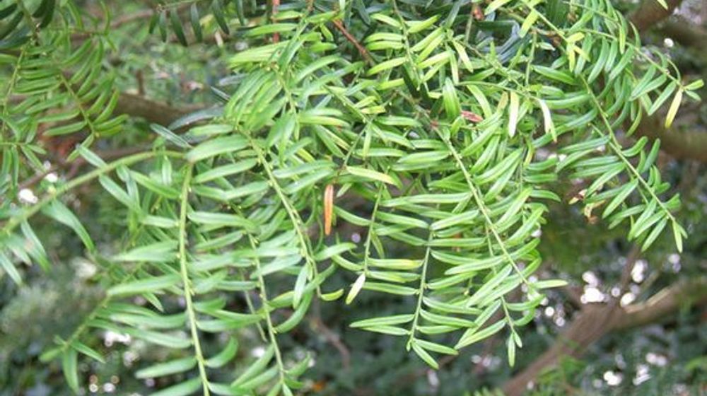 <p>Sumber: id.pinterest.com</p>
