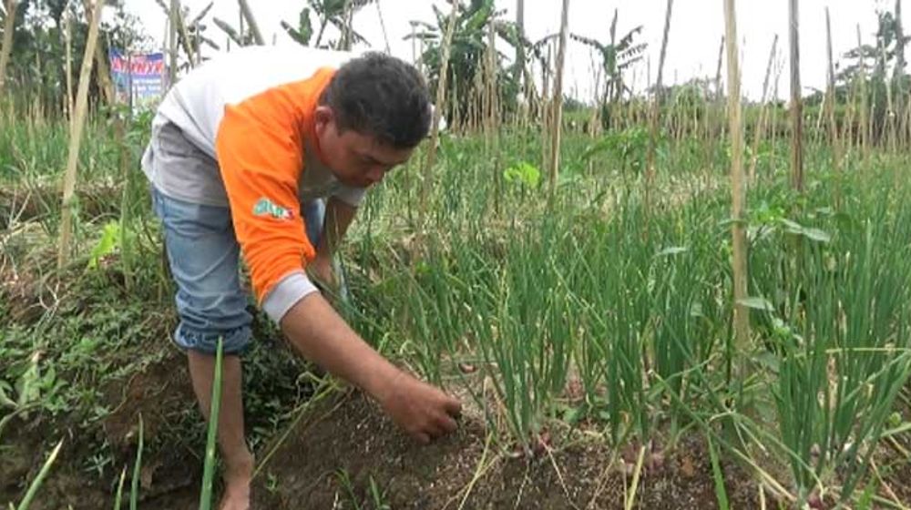 Keren, Petani Sukabumi Berhasil Kembangkan Bawang Merah Kualitas Super