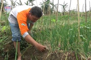 Keren, Petani Sukabumi Berhasil Kembangkan Bawang Merah Kualitas Super