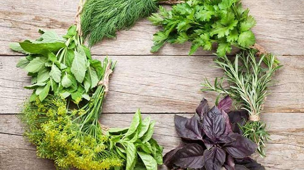 Yuk, Kenali Macam-Macam Tanaman Sejuta Manfaat