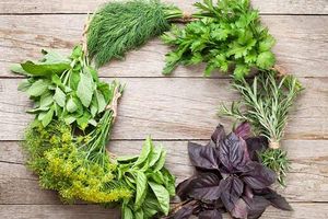 Yuk, Kenali Macam-Macam Tanaman Sejuta Manfaat