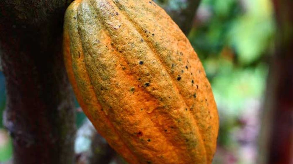 Per Oktober, Nilai Ekspor Produk Kakao Olahan Terkontraksi 15,59%