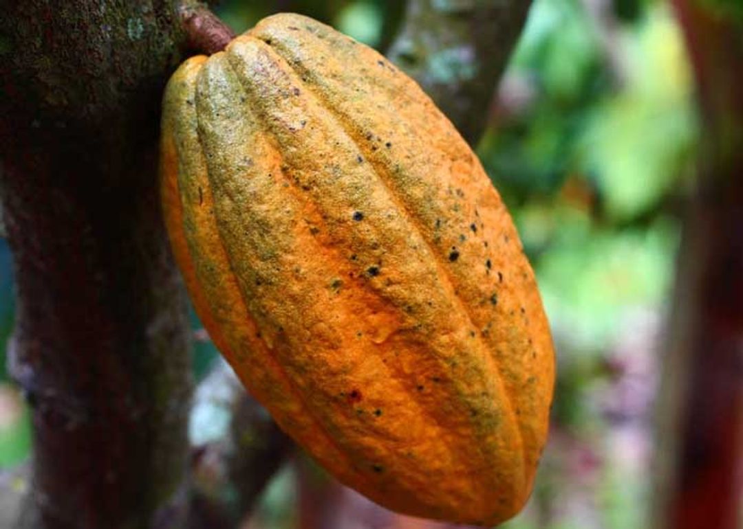 Teknologi Cerdas Pacu Nilai Tambah Kakao dan Kopi