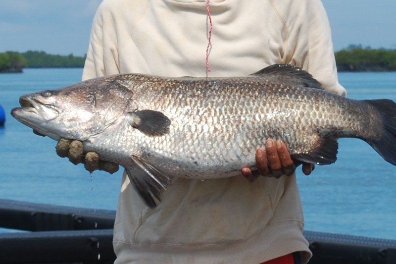 Mantap, Potensi Kakap Putih Meranti Capai 10.500 Ton per Tahun