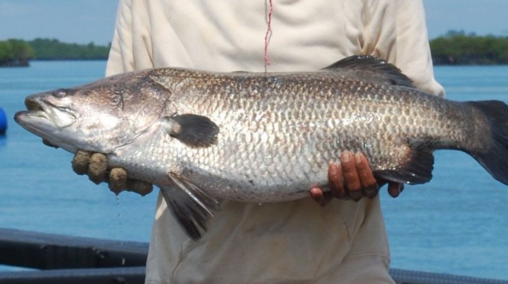 Mantap, Potensi Kakap Putih Meranti Capai 10.500 Ton per Tahun