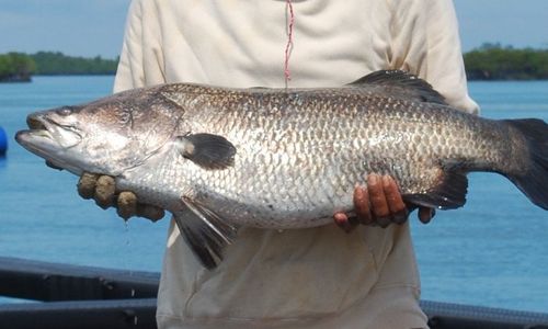 Mantap, Potensi Kakap Putih Meranti Capai 10.500 Ton per Tahun