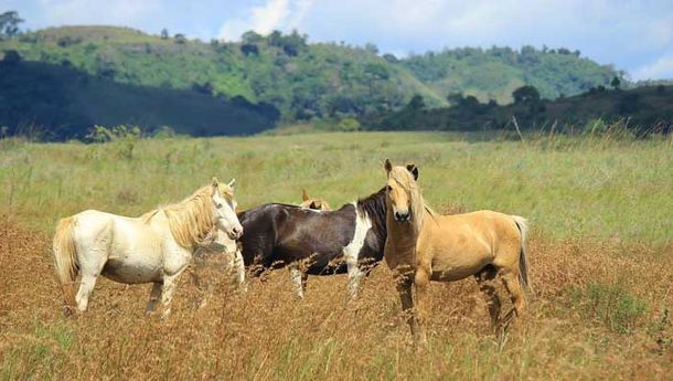 Atlet Internasional Ramaikan Kejuaraan Horseback Archery Piala Ketua Umum PORDASI