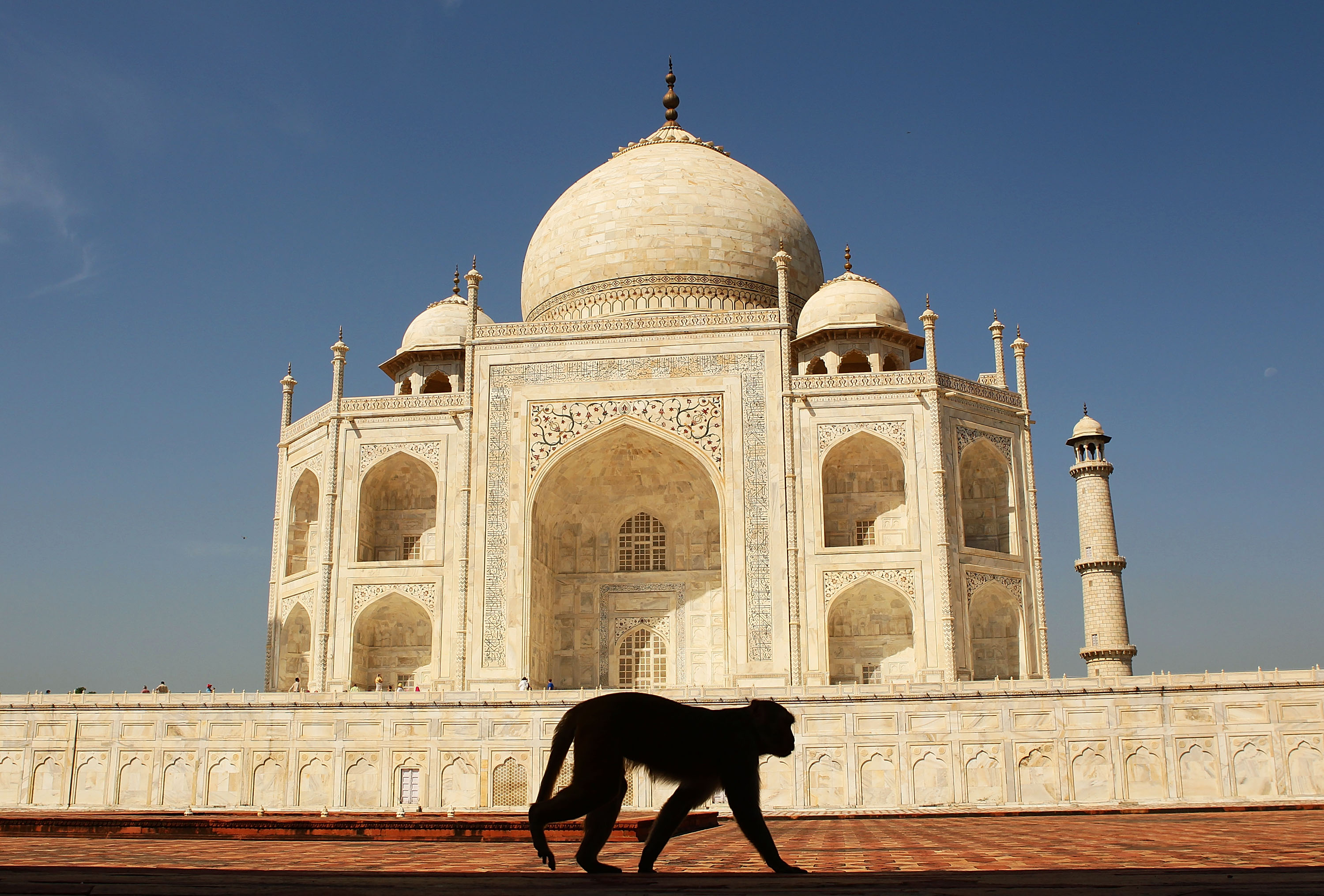 <p>AGRA, INDIA &#8211; SEPTEMBER 29:  A monkey walks past the Taj Mahal on September 29, 2010 in Agra, India. Completed in 1643, the mausoleum was built by th Mughal emperor Shah Jahan in memory of his third wife, Mumtaz Mahal, who is buried there alongside Jahan.  (Photo by Matt King/Getty Images)</p>
