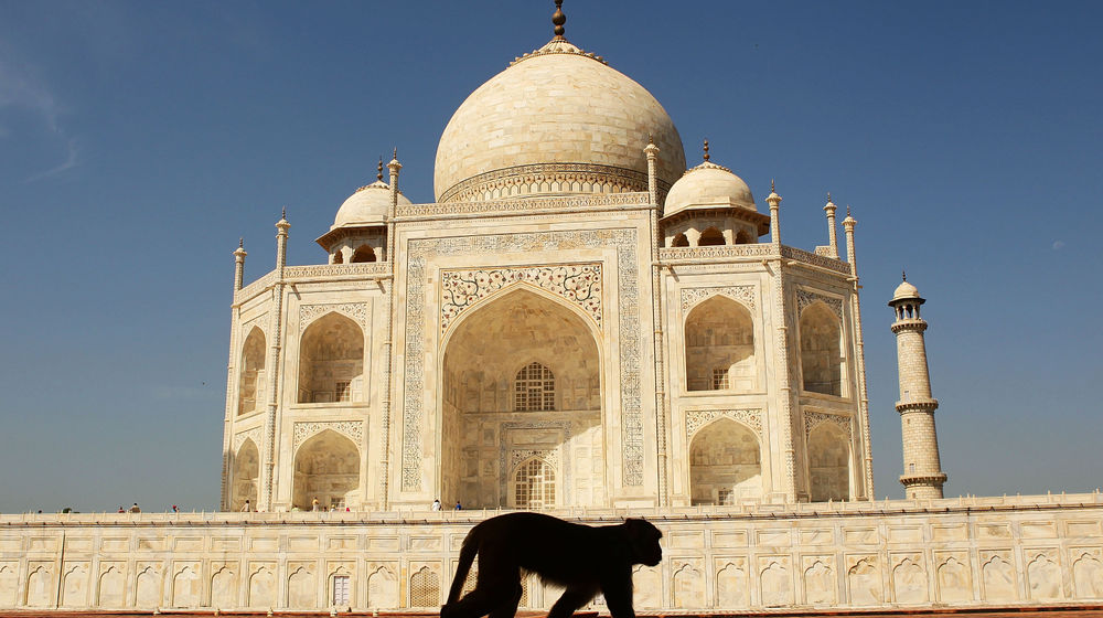 <p>AGRA, INDIA – SEPTEMBER 29:  A monkey walks past the Taj Mahal on September 29, 2010 in Agra, India. Completed in 1643, the mausoleum was built by th Mughal emperor Shah Jahan in memory of his third wife, Mumtaz Mahal, who is buried there alongside Jahan.  (Photo by Matt King/Getty Images)</p>
