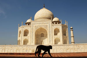 <p>AGRA, INDIA – SEPTEMBER 29:  A monkey walks past the Taj Mahal on September 29, 2010 in Agra, India. Completed in 1643, the mausoleum was built by th Mughal emperor Shah Jahan in memory of his third wife, Mumtaz Mahal, who is buried there alongside Jahan.  (Photo by Matt King/Getty Images)</p>
