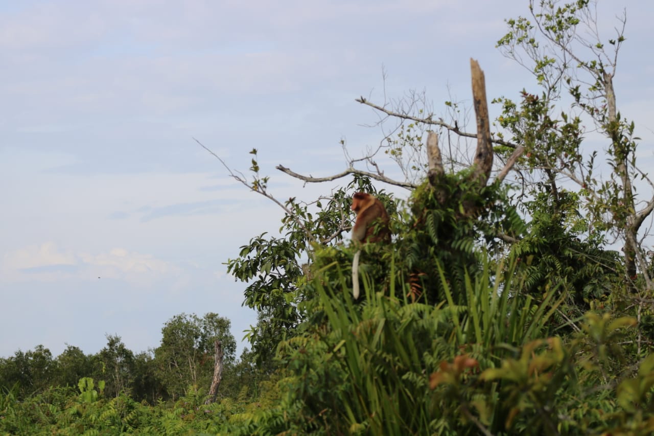 Satwa endemik Kalimantan Monyet Bekantan