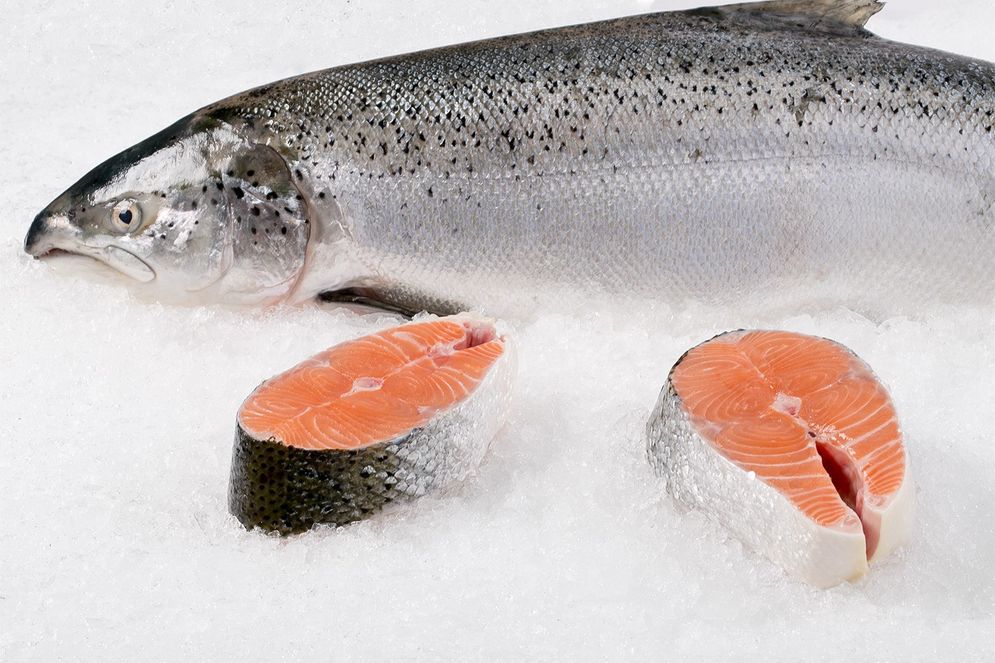 Untuk menjaga kualitas dan kesegarannya, ikan salmon perlu diperlakukan secara khusus.