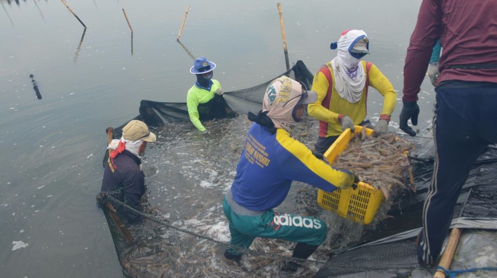 <p>Perum Perindo Panen Hasil Laut di Karawang. / Istimewa</p>
